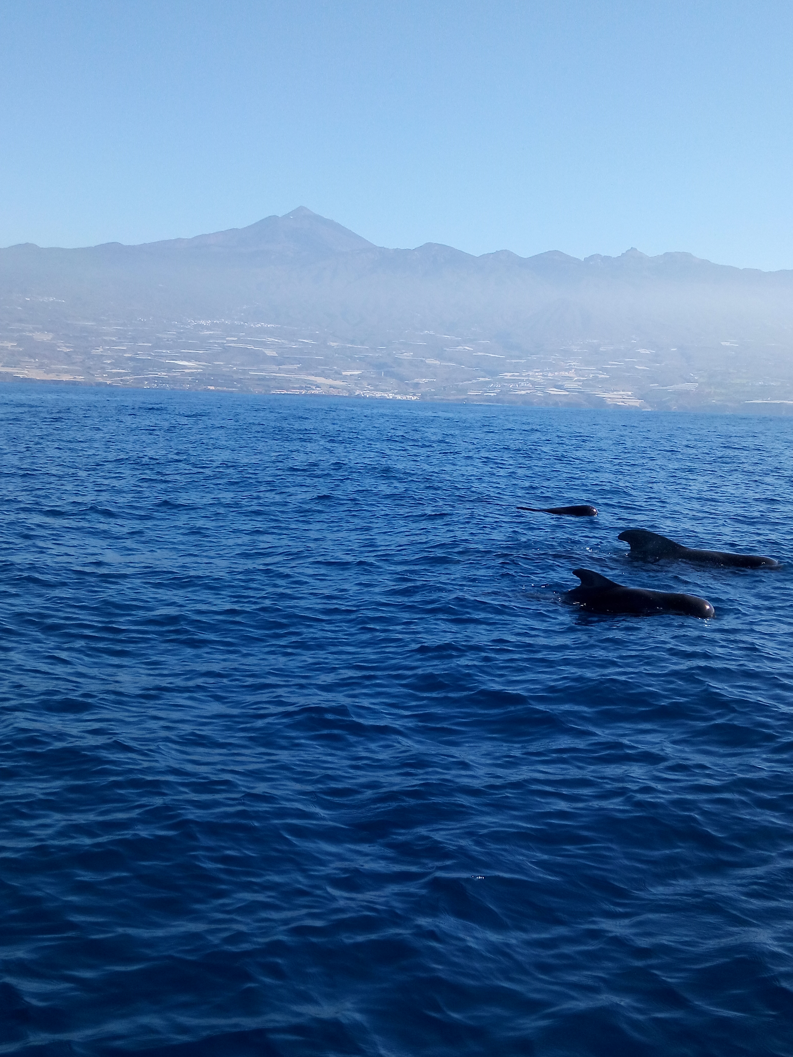 img seapassion charter con visitas a playas y calas tranquilas y exclusivas con avistamiento de cetáceos Ballenas, Cachalotes, delfines y grandes especies